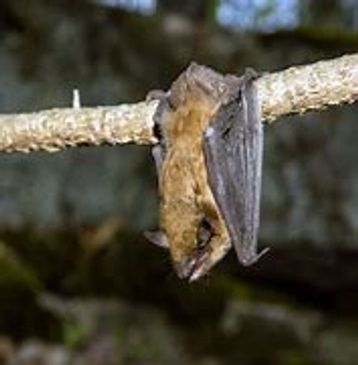 -Bat hanging upside down.