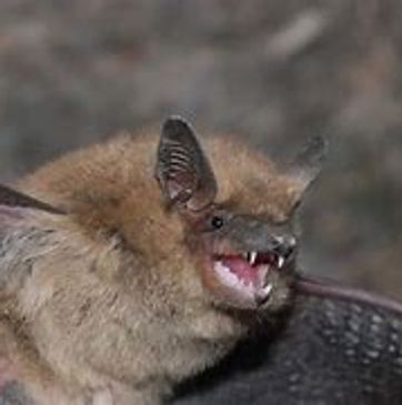 A close up of a bat in a mid flight.