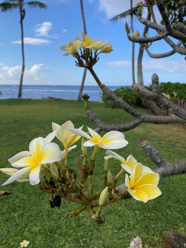 Spring-time Plumerias blooming!