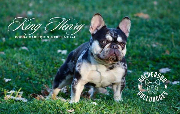 Cocoa Harlequin Merle French Bulldog named King Henry standing on grass.