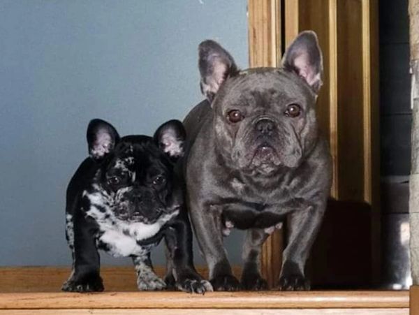 Two French bulldogs standing side by side on a wooden step indoors.