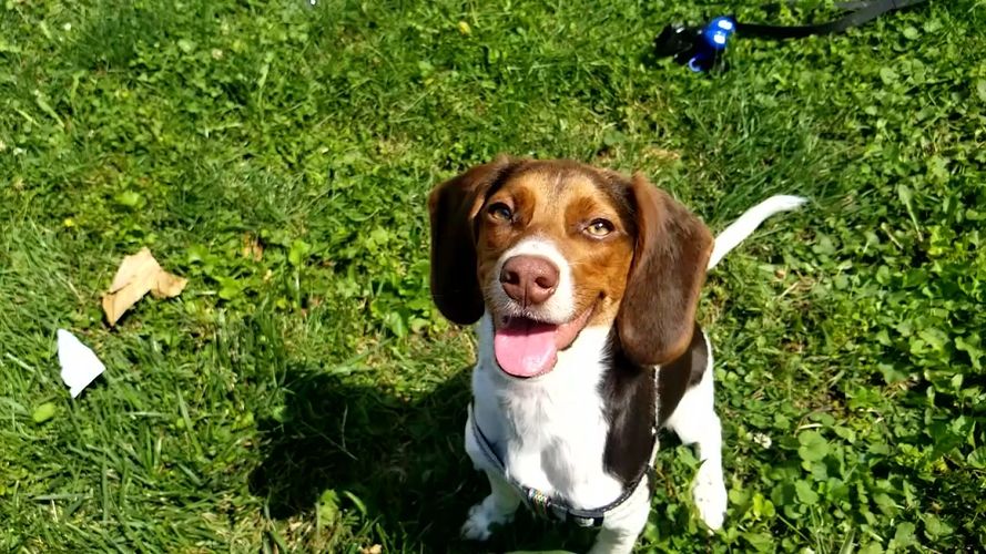 Cute, Beagle, Puppy, dog treats