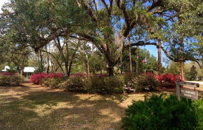 The annual explosion of Azaleas outside the AHF Hall is a favorite time for family photos. 