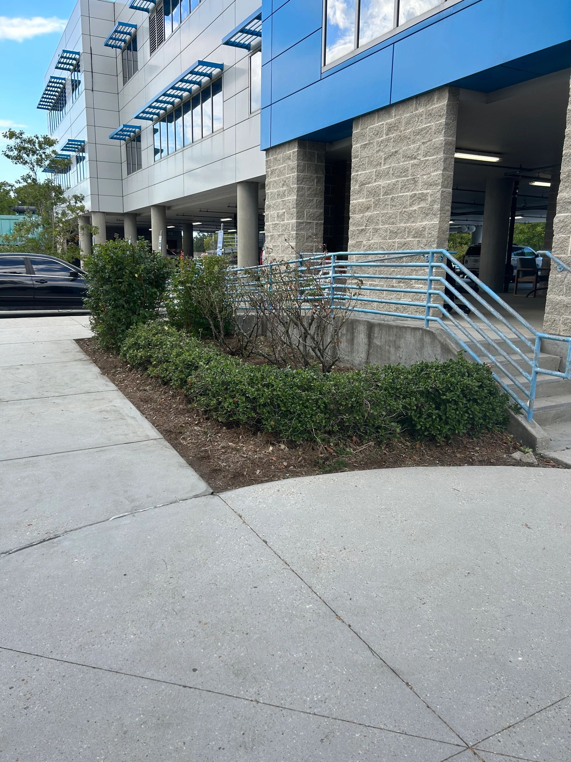 Shrubs and flower bed