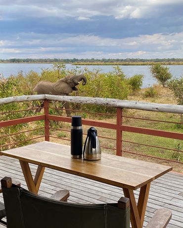 Elephant eating near room deck