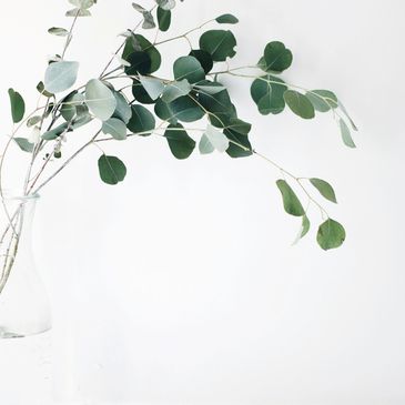 Eucalyptus sur fond blanc