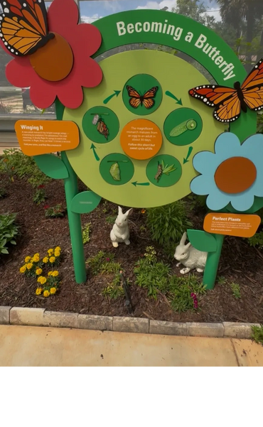 Educational butterfly life cycle display within the Panhandle Butterfly House vivarium