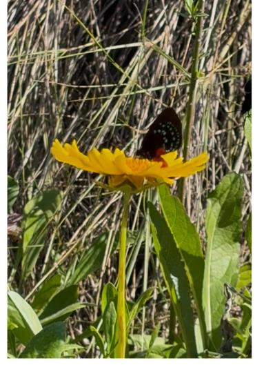 A butterfly perched on a vibrant yellow flower amidst green foliage.