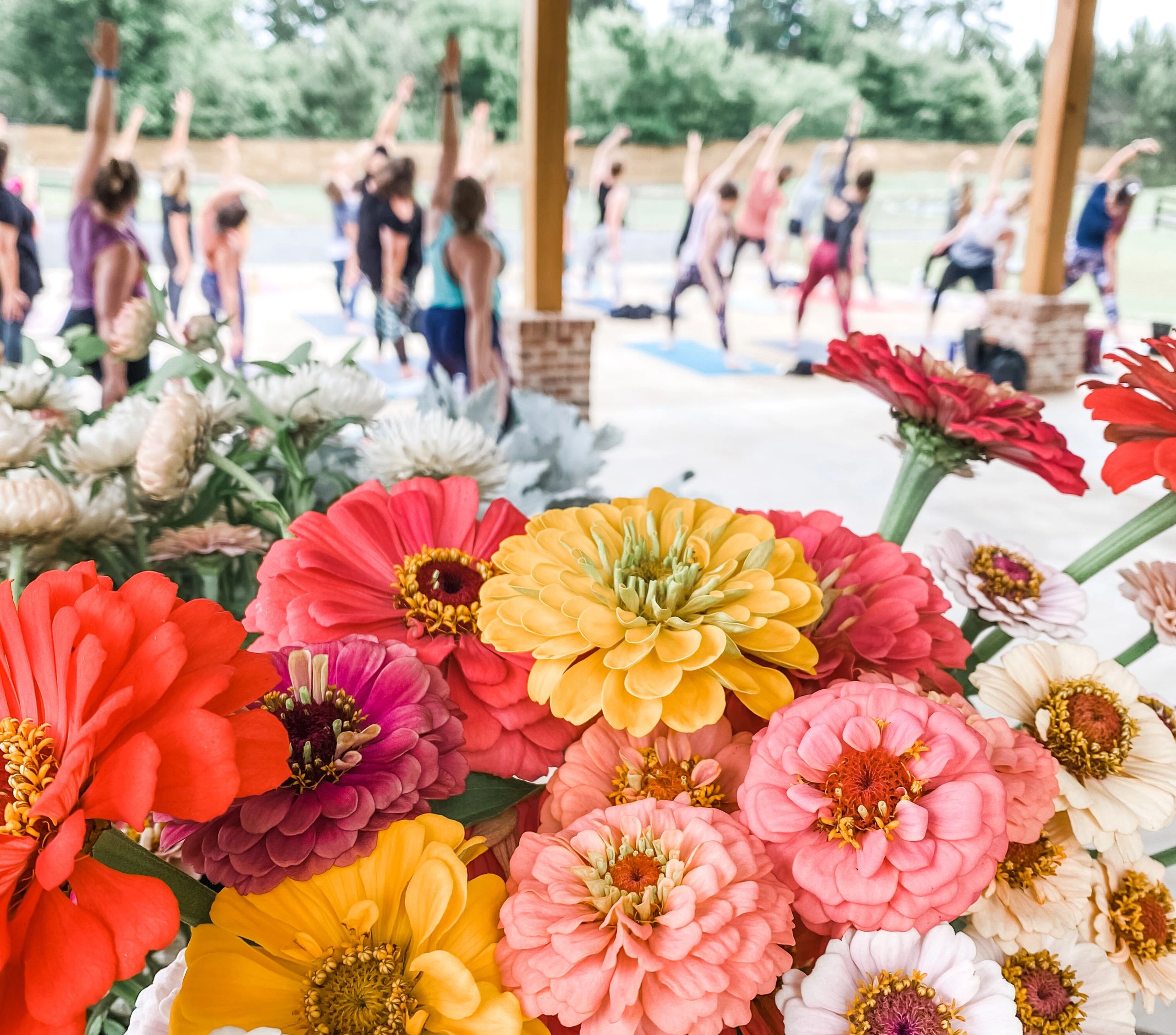 bright colored zinnia flowers in the foreground with an outdoor yoga class working in the background