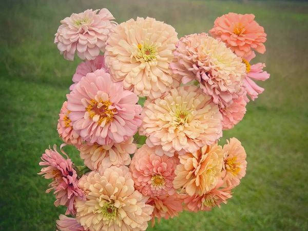 soft pink and peach fluffy flowers on a green grass background