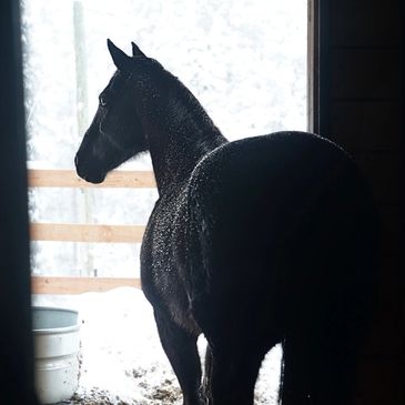 Silhouette of a horse at a barn door.