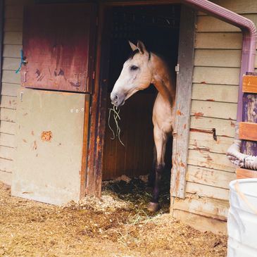 Horse peeking out of a stable door.