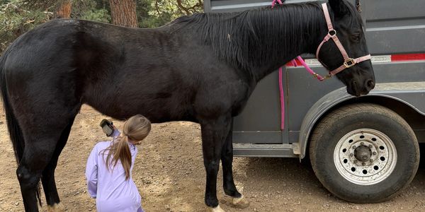Girl taking a photo of a black horse beside a trailer.