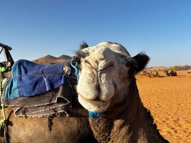 Camel in Merzouga Desert, Morocco