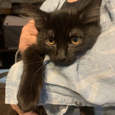 A black kitten named Joline resting in someone's arms.