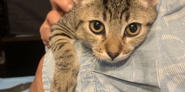 Person holding an alert tabby kitten close to their chest.