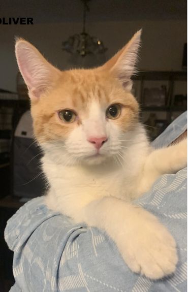 Orange and white cat resting on a blue blanket indoors.