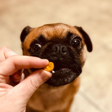 Belle eating dog treats