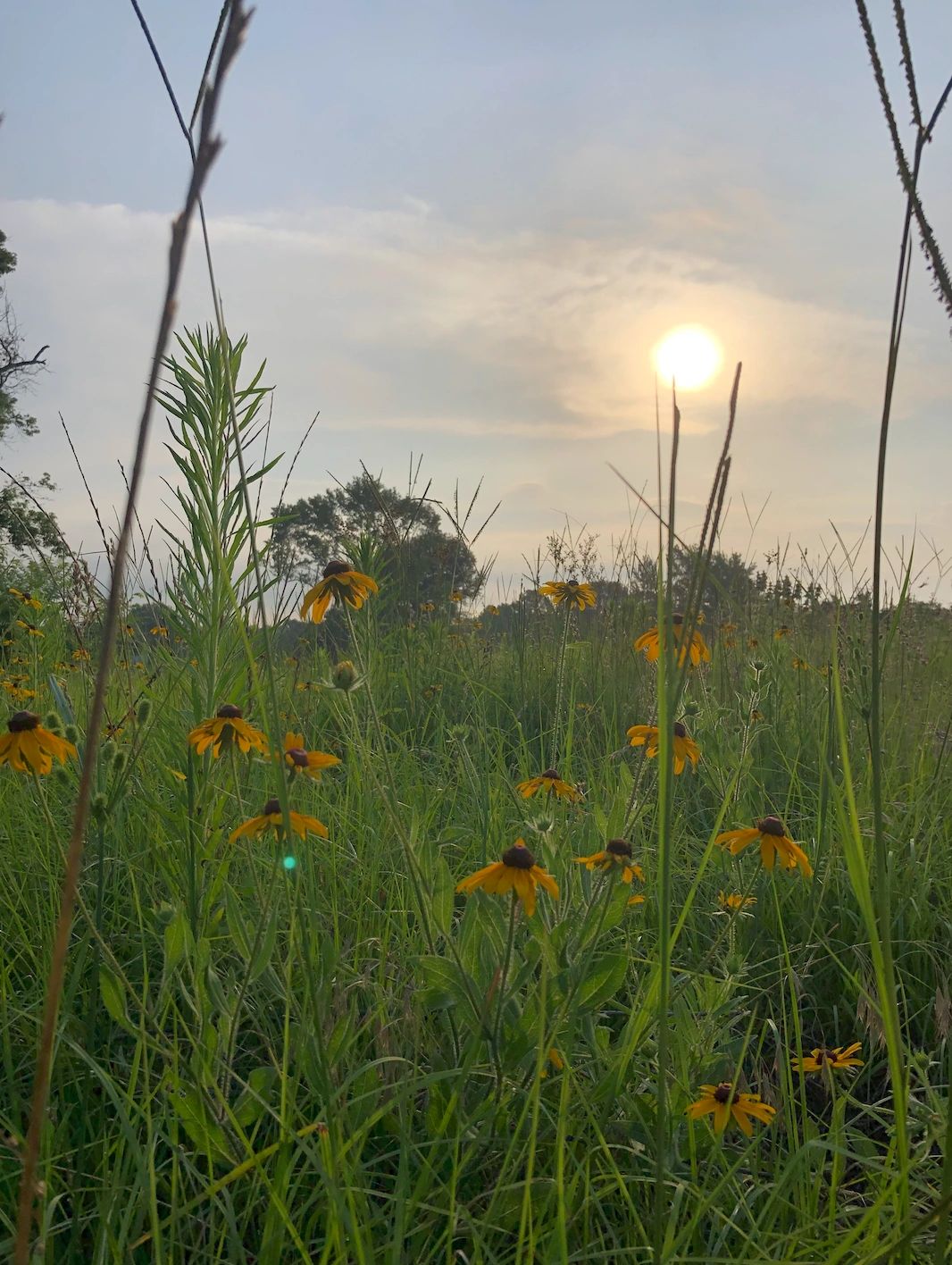 Wildflowers in a field at Pine Hill in Tyler, Texas