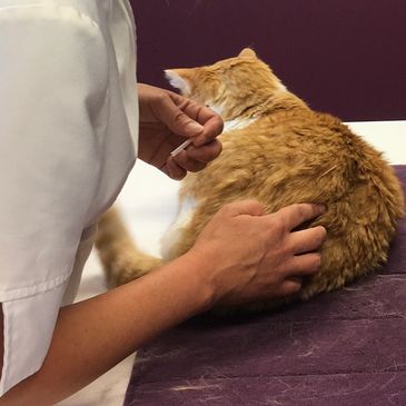 Chat âgé qui reçoit un traitement d’acupuncture vétérinaire par Dre Roxane P. Charbonneau