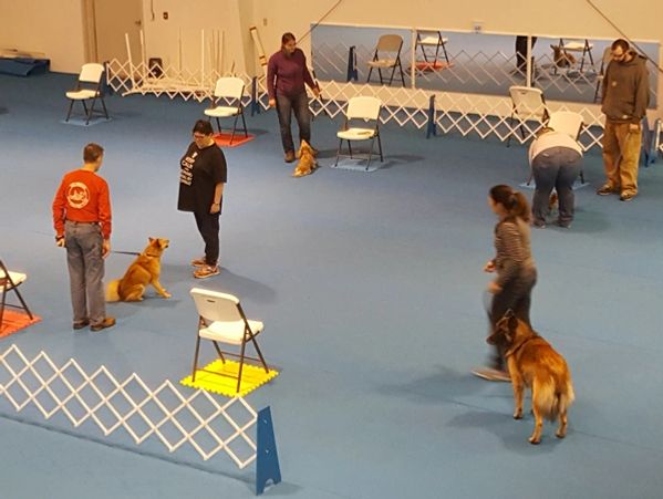 Long view of Dog Training Classes