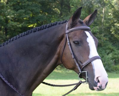 Bridle Fit