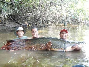 Arapaima (paiche) catch, fishing trip jungle river, ecuador