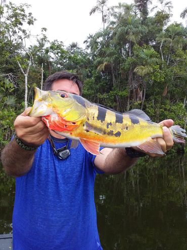 peacock bass catch, amazon fishing tour, ecuador