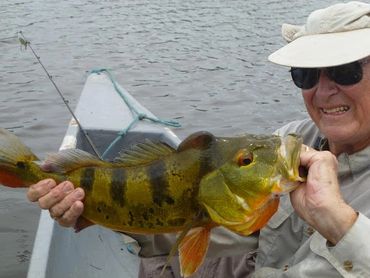 Peacock bass catch, fishing tour, jungle river, Ecuador