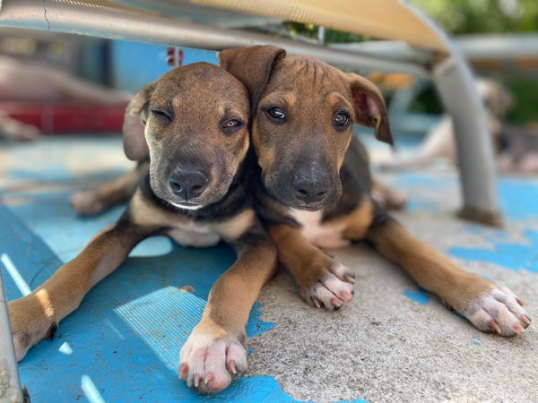 Two adorable puppies lying close together on a blue and gray surface.
