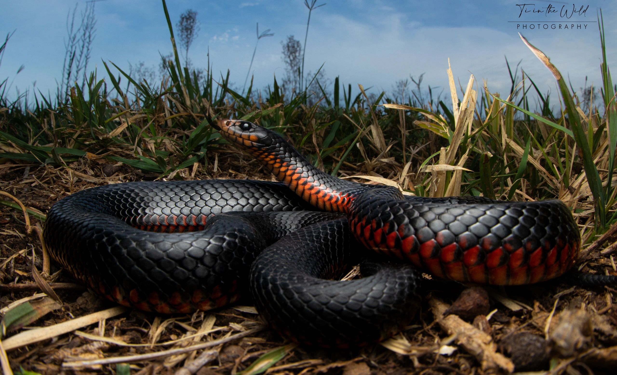Close-up of a red bellied black snake on soil and grass. Snake catch in Beaudesert