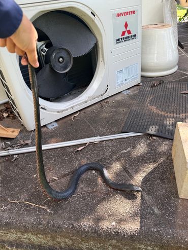 Person holding a black snake near an outdoor air conditioning unit.