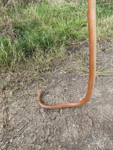 A brown snake removed from a house in Jimboomba, Logan