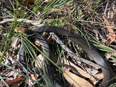 A dark snake with a brown head slithering through dry grass and leaves.