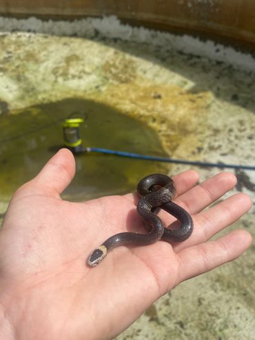 A White crowned snake rescued from a pool in Park Ridge, Logan