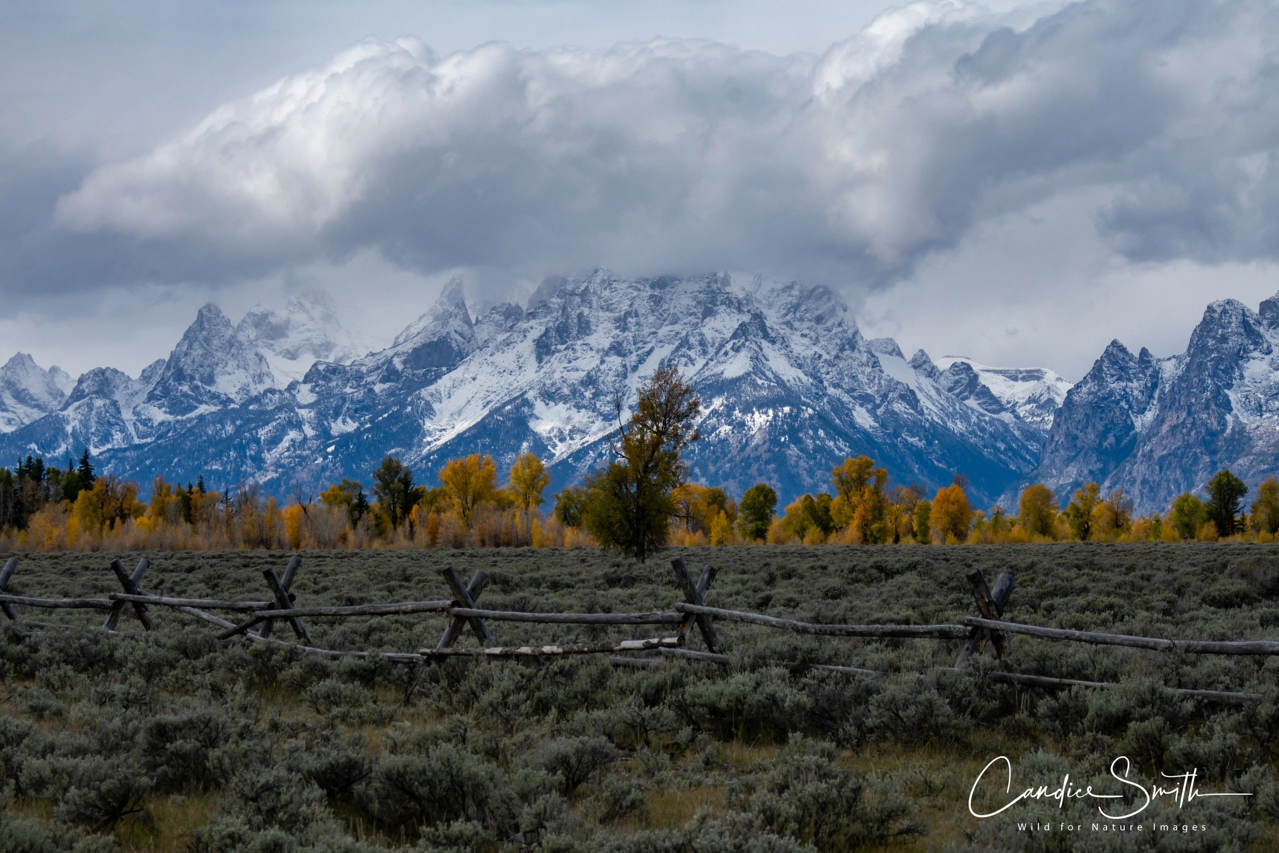 About Wild for Nature | Wild for Nature