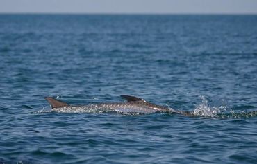 Tarpon rolling just off Grayton Beach during a guided fishing charter, a top 30A fishing guide.
