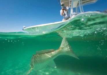 Redfish being released from a fishing trip in the Gulf of America on a charter