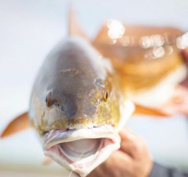 A 30A redfish that was caught on a fly fishing charter