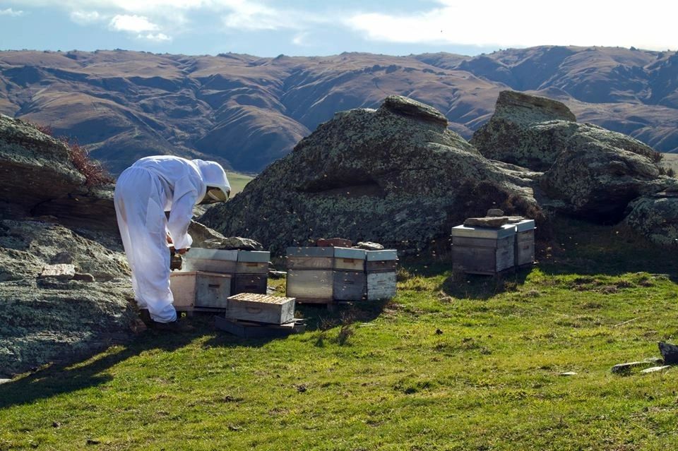 Beekeeping on the Strath Taieri