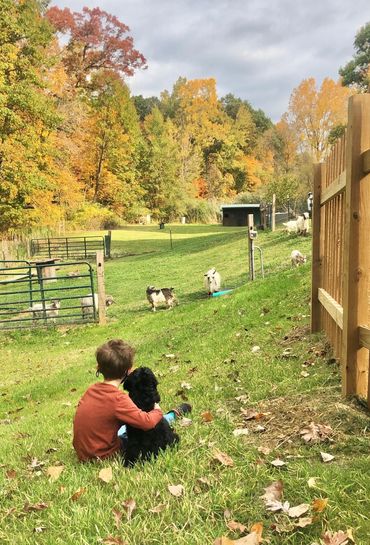 A boy and his dog looking at goats.