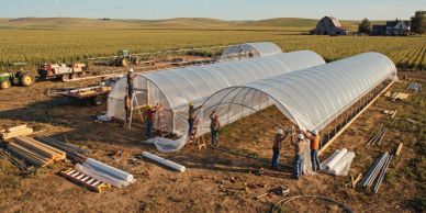 People building greenhouses in a rural field.