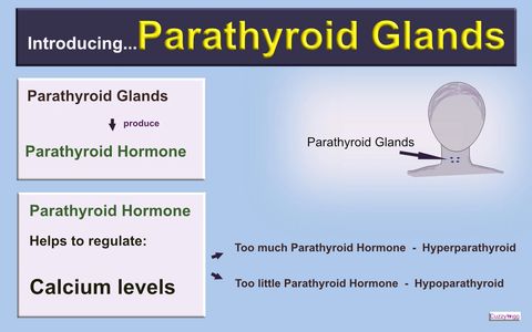 Cuzzywigg - Lifestyle Magazine - Medical Jargon - Parathyroid