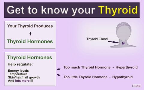 Cuzzywigg - Lifestyle Magazine - Medical Jargon - Thyroid