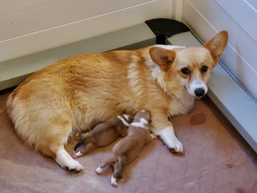 Dallas, TX corgi puppies