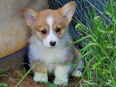 Corgi puppies for sale in Texas