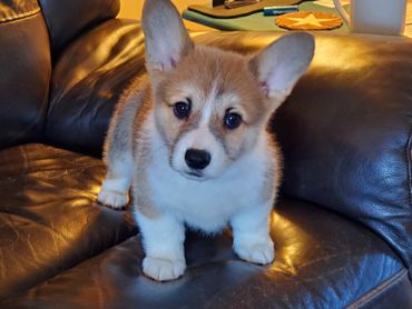 Corgi breeder in Lone Oak, TX