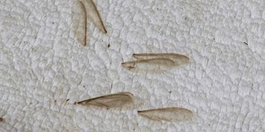 Discarded Wings