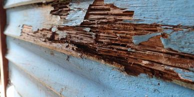 Blistered or Warped Wood