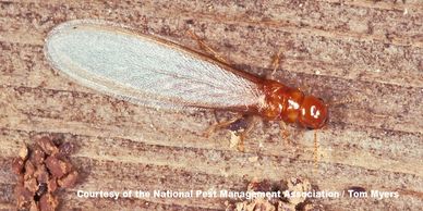 Termite Swarmers